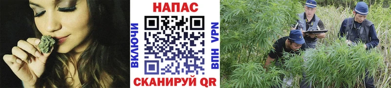 Бошки марихуана Bruce Banner где купить наркоту Пошехонье